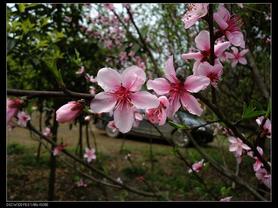 桃花.JPG