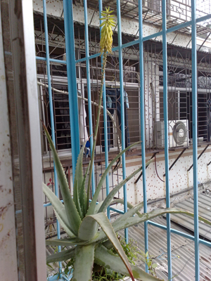 20110421532.jpg