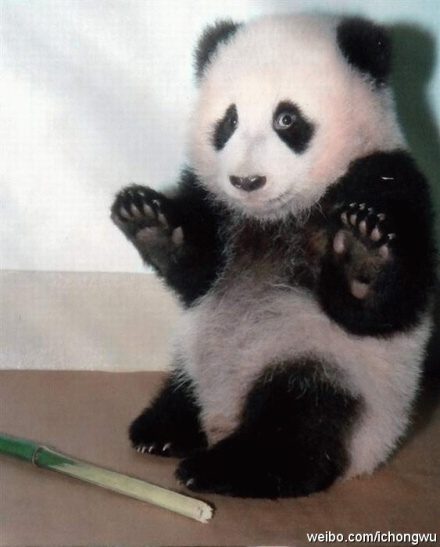 好吧，好吧！我不吃了，我减肥。。。.jpg