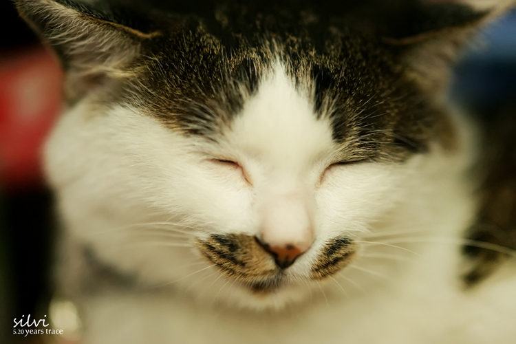 猫猫2.jpg