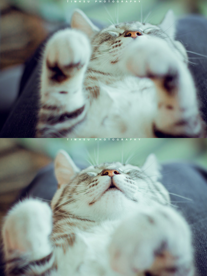 猫猫3.jpg