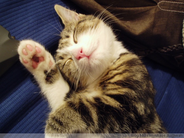 猫猫5.jpg