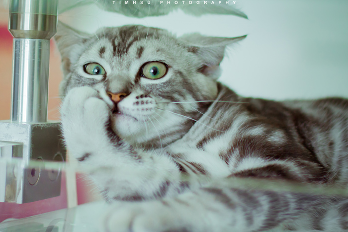猫猫6.jpg
