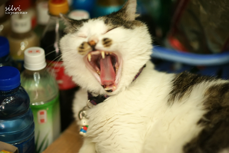 猫猫7.jpg