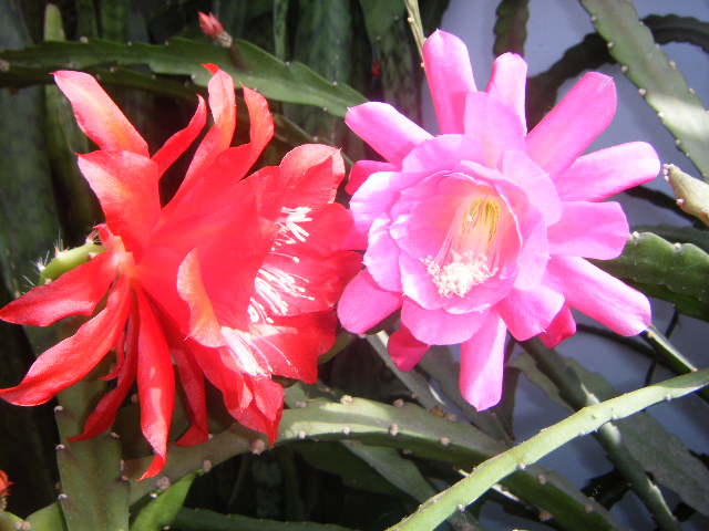 DSCF0251.JPG