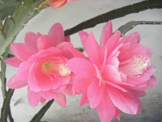 花.jpg