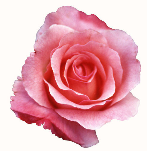 玫瑰花.jpg