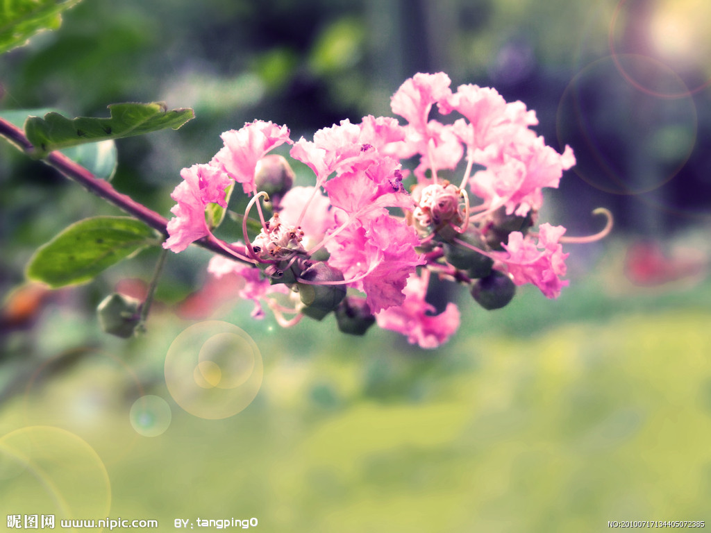 夏天的花2.jpg