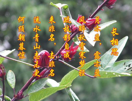 长相思 回和壬兄.jpg