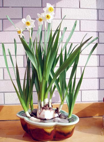 水仙花.jpg