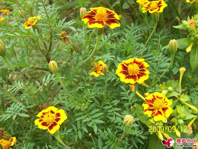 菊花2.jpg