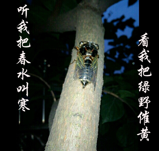 秋蝉1.jpg