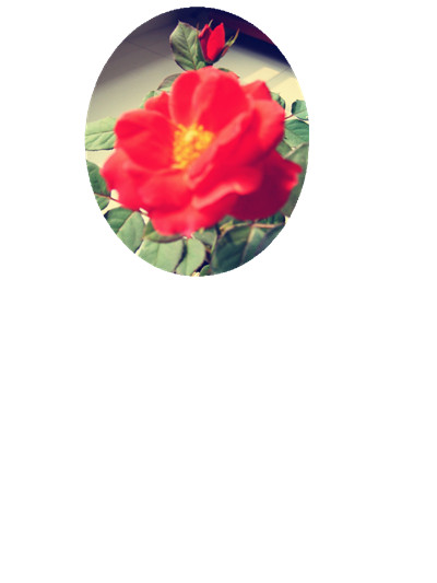 月季_副本鮮花.jpg