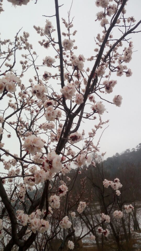 QQ图片20180404132455.jpg