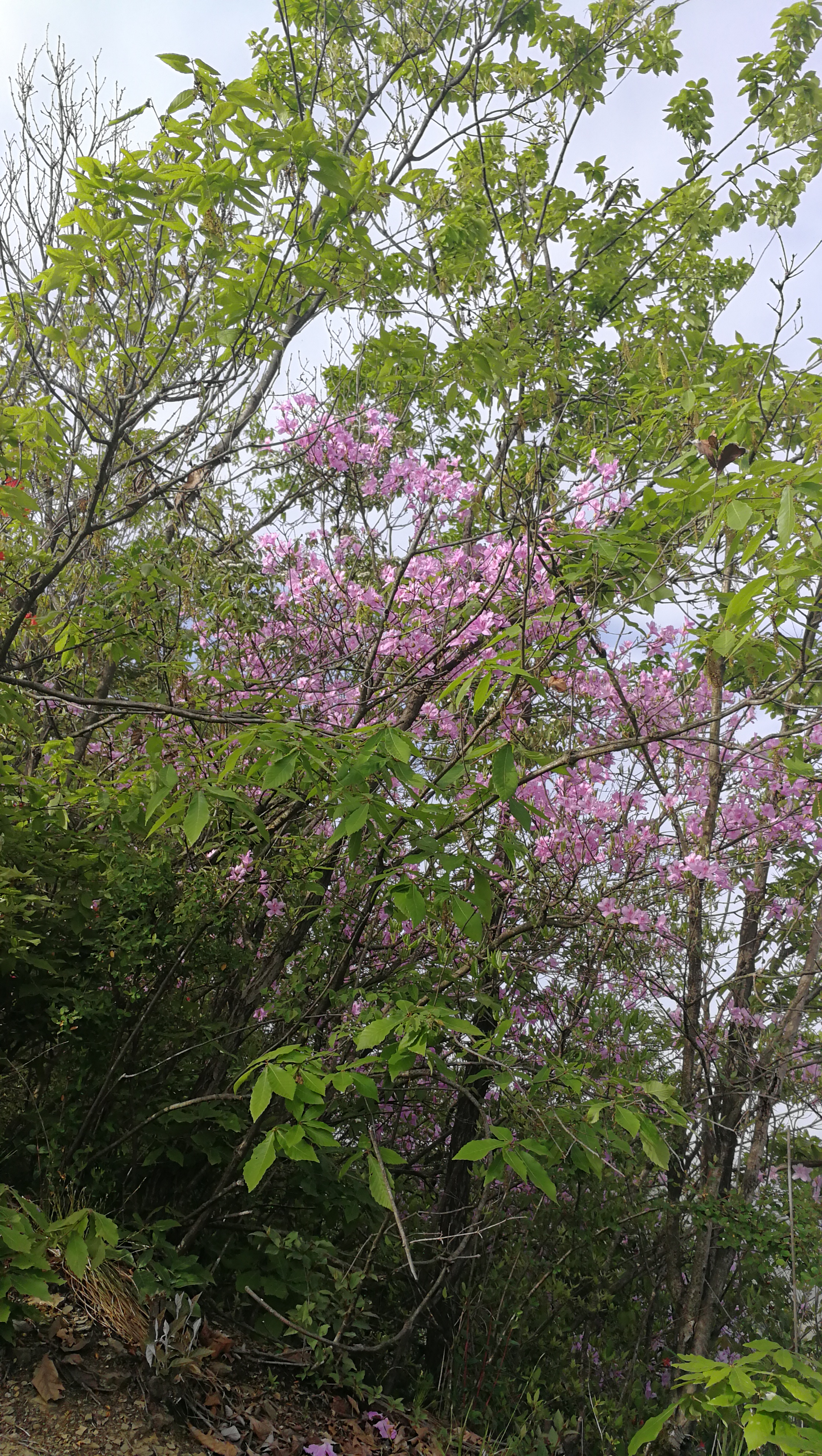 IMG_20180415_164455.jpg