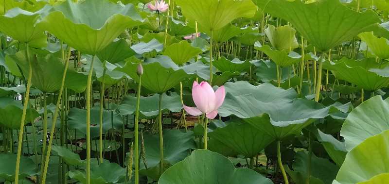 微信图片_20190629202411.jpg