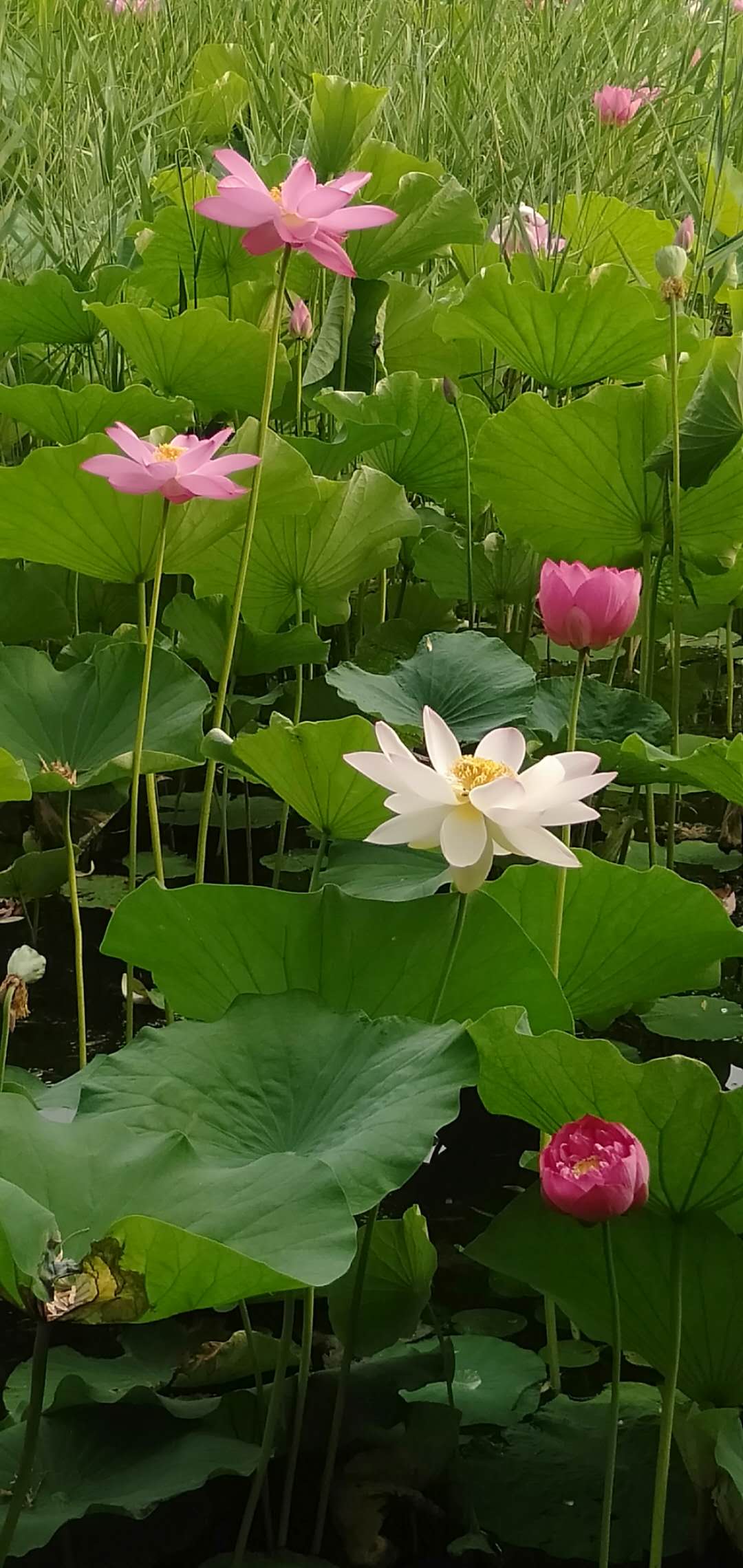 微信图片_20190629202428.jpg