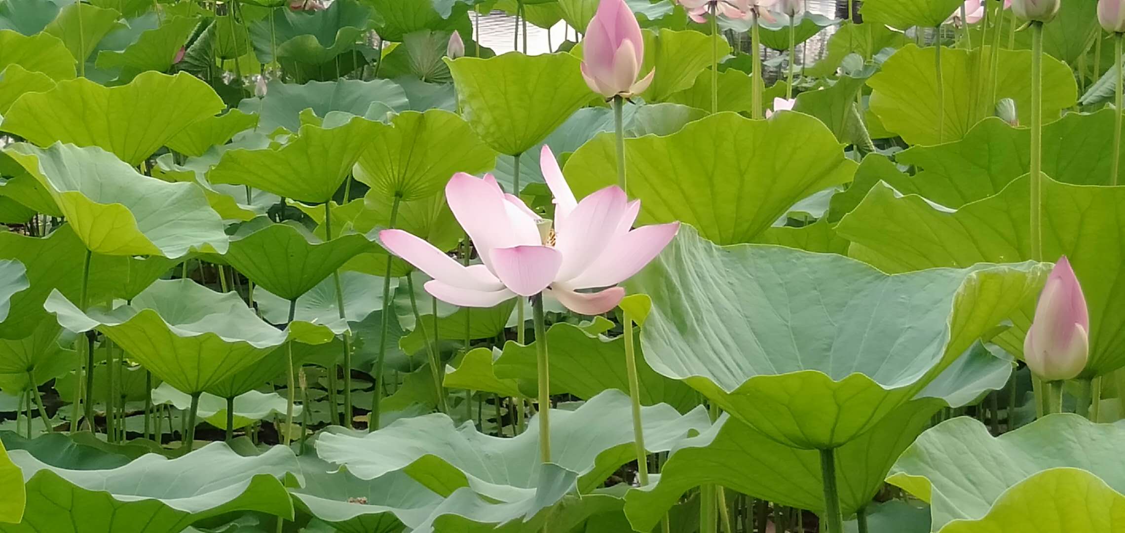 微信图片_20190629204121.jpg