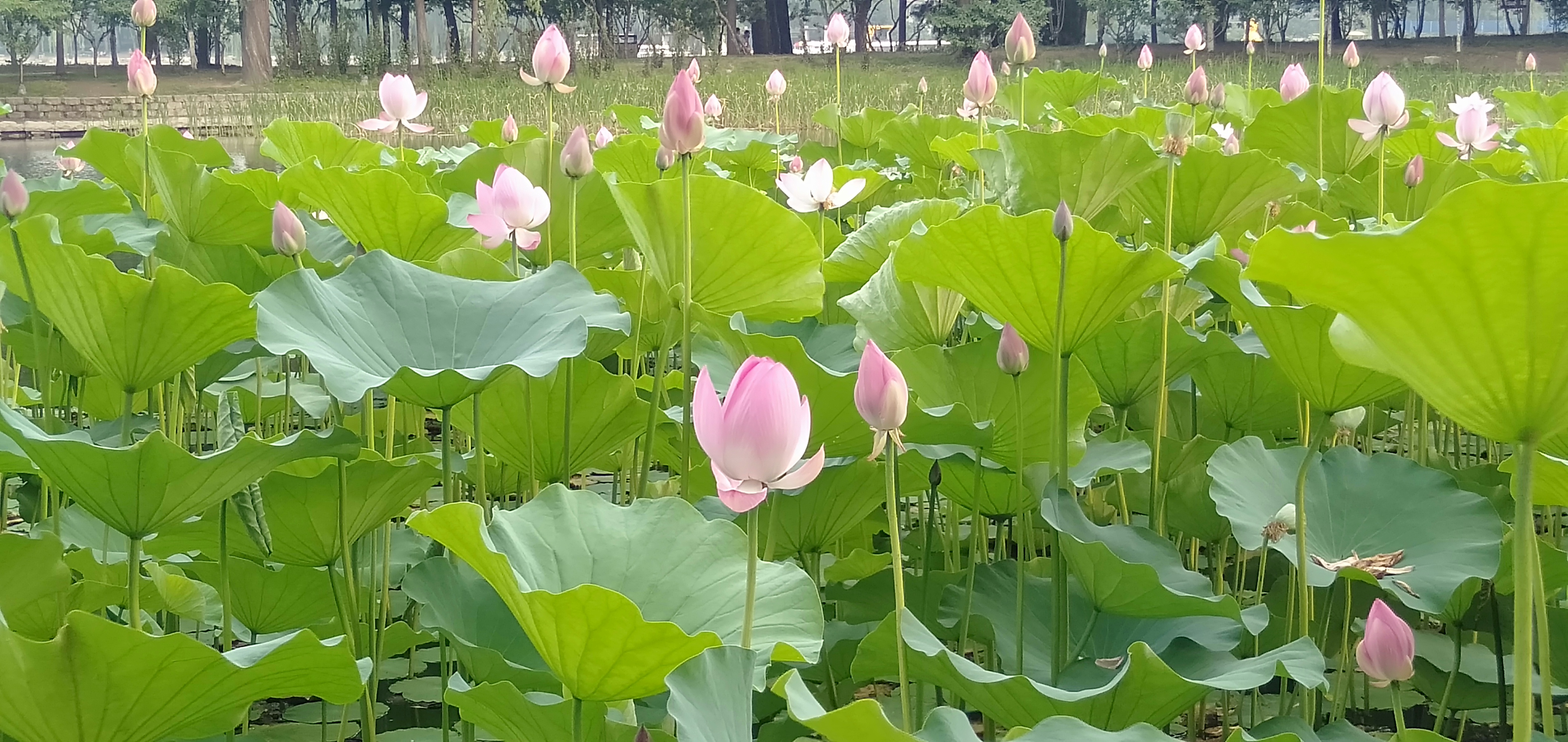 微信图片_20190627195451.jpg