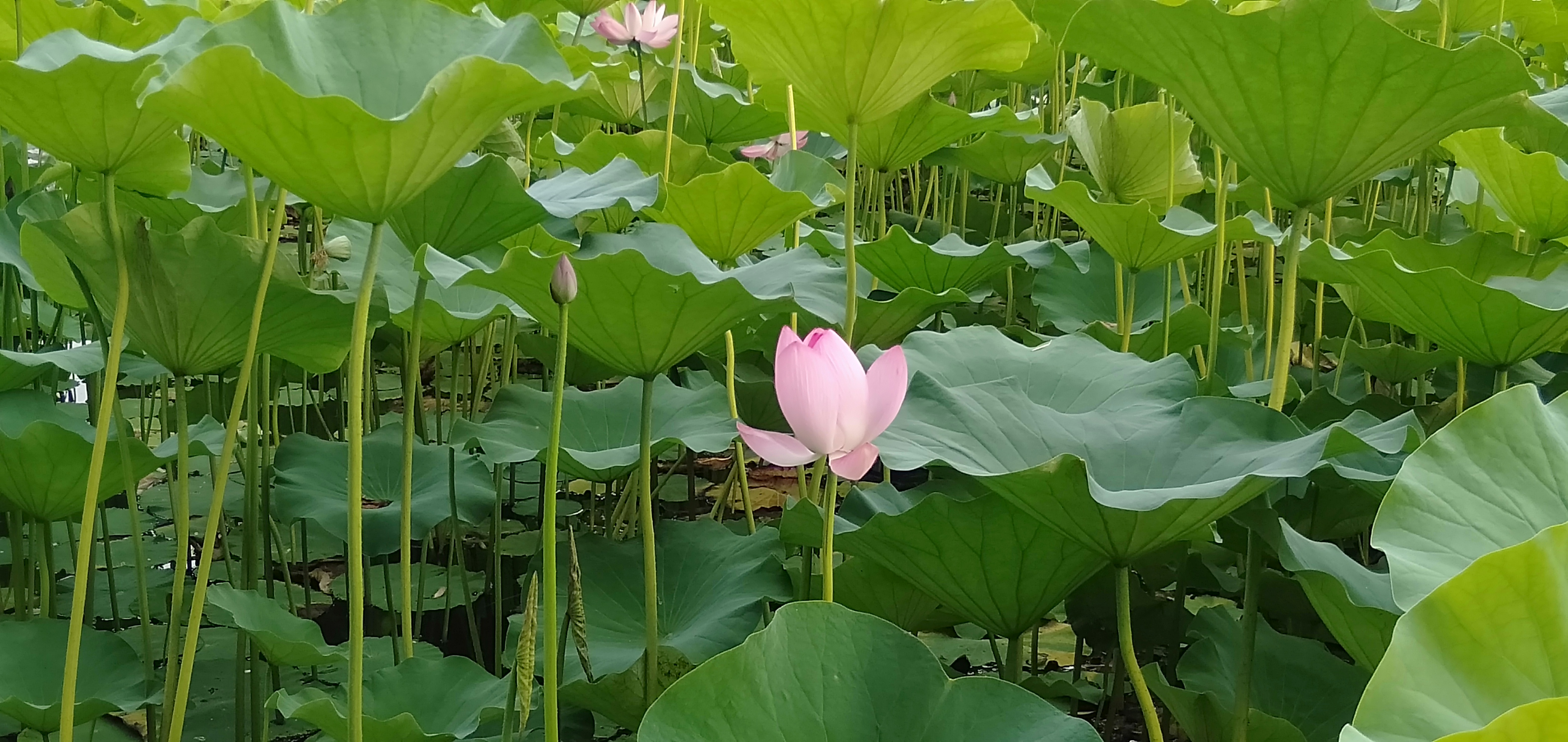 微信图片_20190627195502.jpg