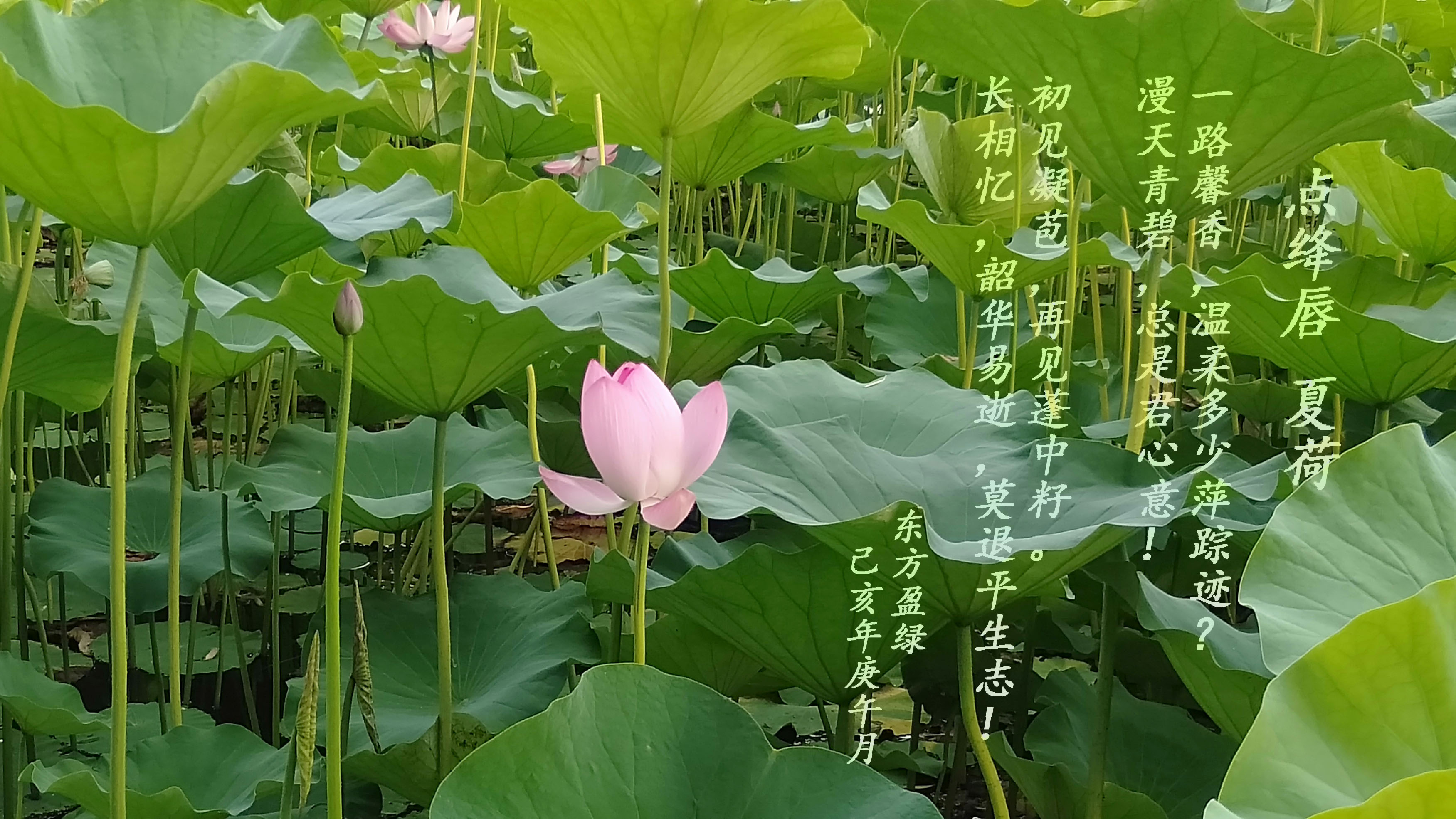 点绛唇.jpg