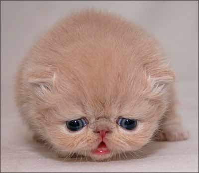 猫猫.jpg