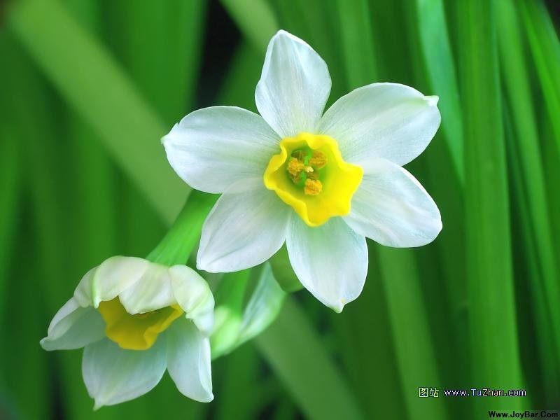 水仙花2.jpg