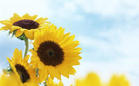 u=4061735863,3797199015&fm=3&gp=49.jpg