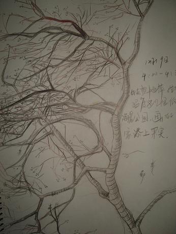 树.JPG