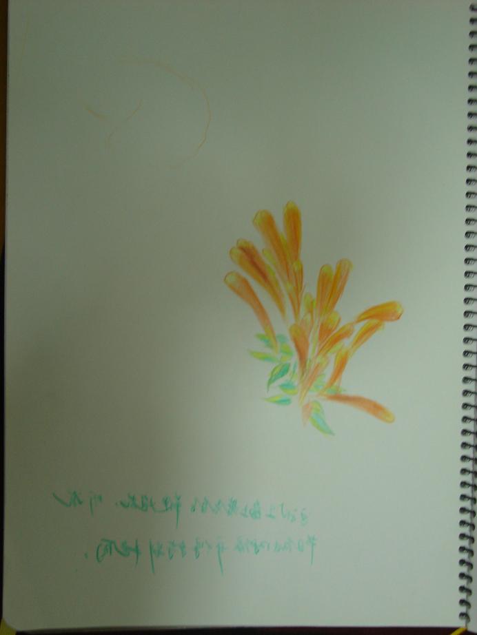 鞭炮花.JPG