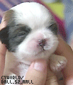 未命名1.gif